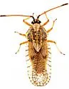 Gargaphia arizonica - photo 4