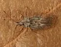 Gargaphia condensa