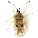 Gargaphia iridescens