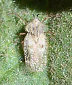 Gargaphia iridescens - photo 4