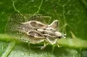 Eggplant Lace Bug