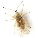 Eggplant Lace Bug - photo 2