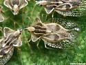 Eggplant Lace Bug - photo 3