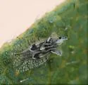 Eggplant Lace Bug - photo 4