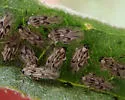 Eggplant Lace Bug - photo 5