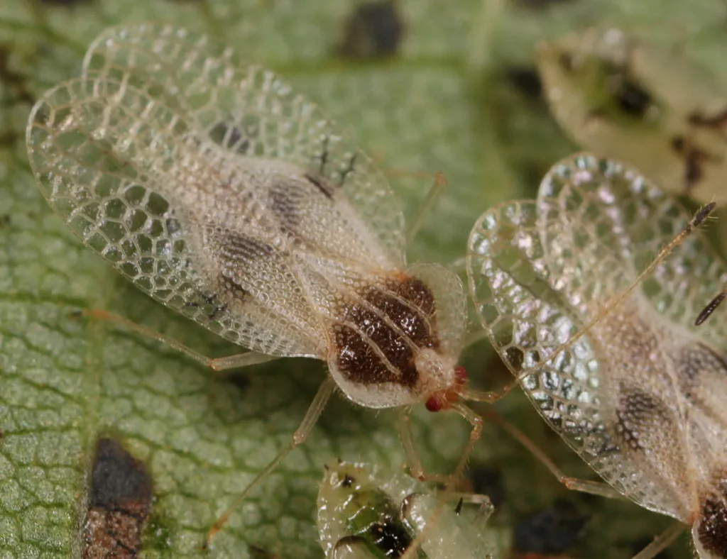 Linden Lace Bug