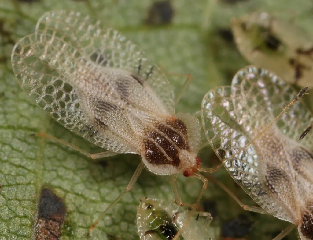 Linden Lace Bug - photo 3