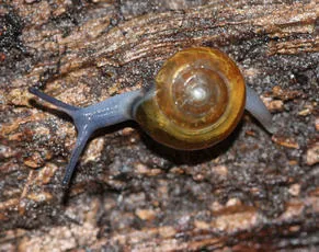 Garlic Snail