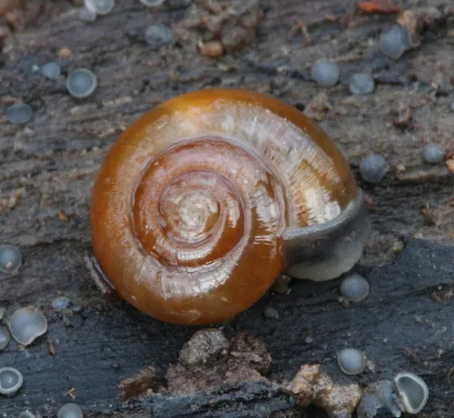 Garlic Snail - photo 2