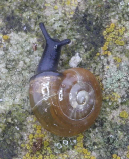 Garlic Snail - photo 3