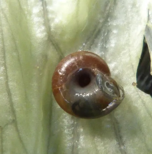 Garlic Snail - photo 4