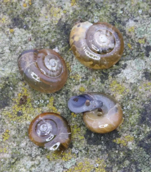 Garlic Snail - photo 5