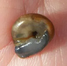 Garlic Snail - photo 6