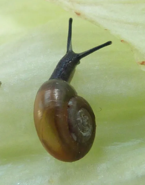Garlic Snail - photo 7