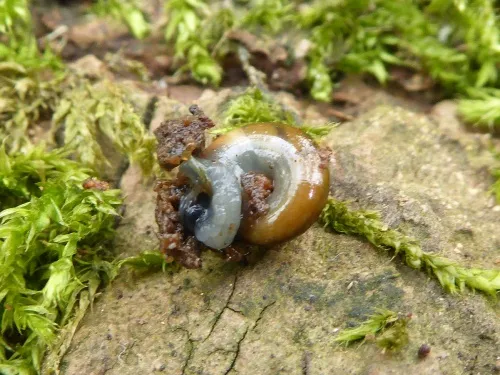 Garlic Snail - photo 8