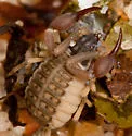 Garypus californicus