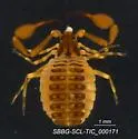 Garypus californicus - photo 2