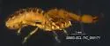 Garypus californicus - photo 3