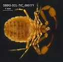 Garypus californicus - photo 4
