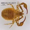 Garypus californicus - photo 5
