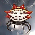 Spinybacked Orbweaver