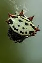 Spinybacked Orbweaver - photo 3