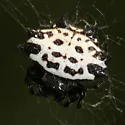 Spinybacked Orbweaver - photo 4