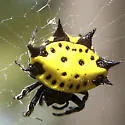 Spinybacked Orbweaver - photo 5