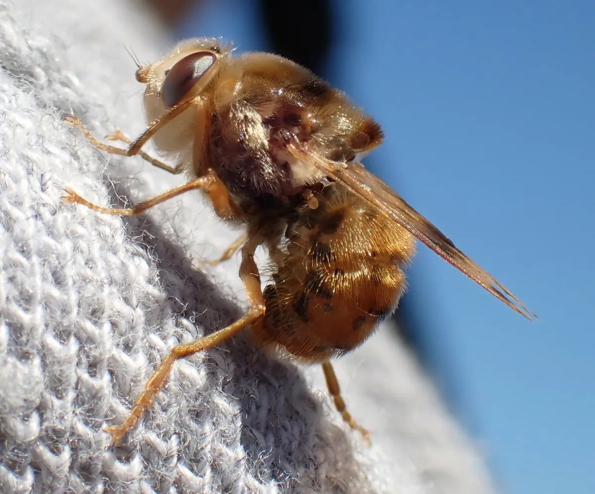 Horse Stomach Bot Fly - photo 2