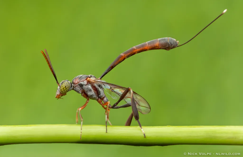 Carrot Wasps - photo 2