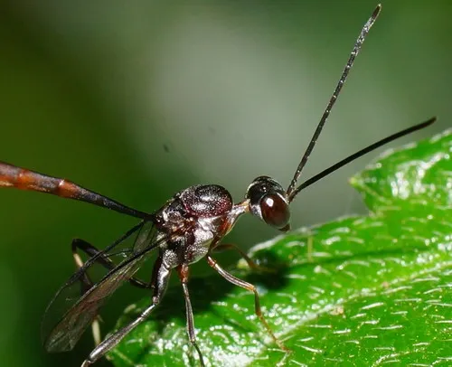 Gasteruption albicuspis