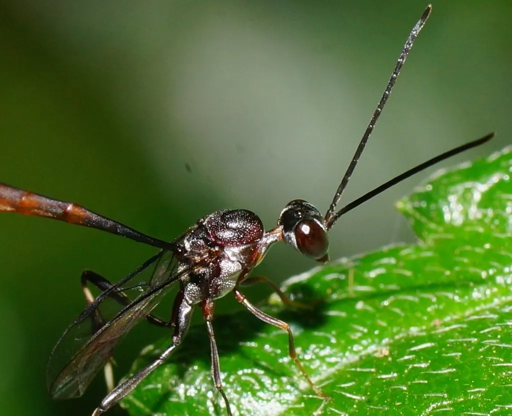 Gasteruption albicuspis - photo 2