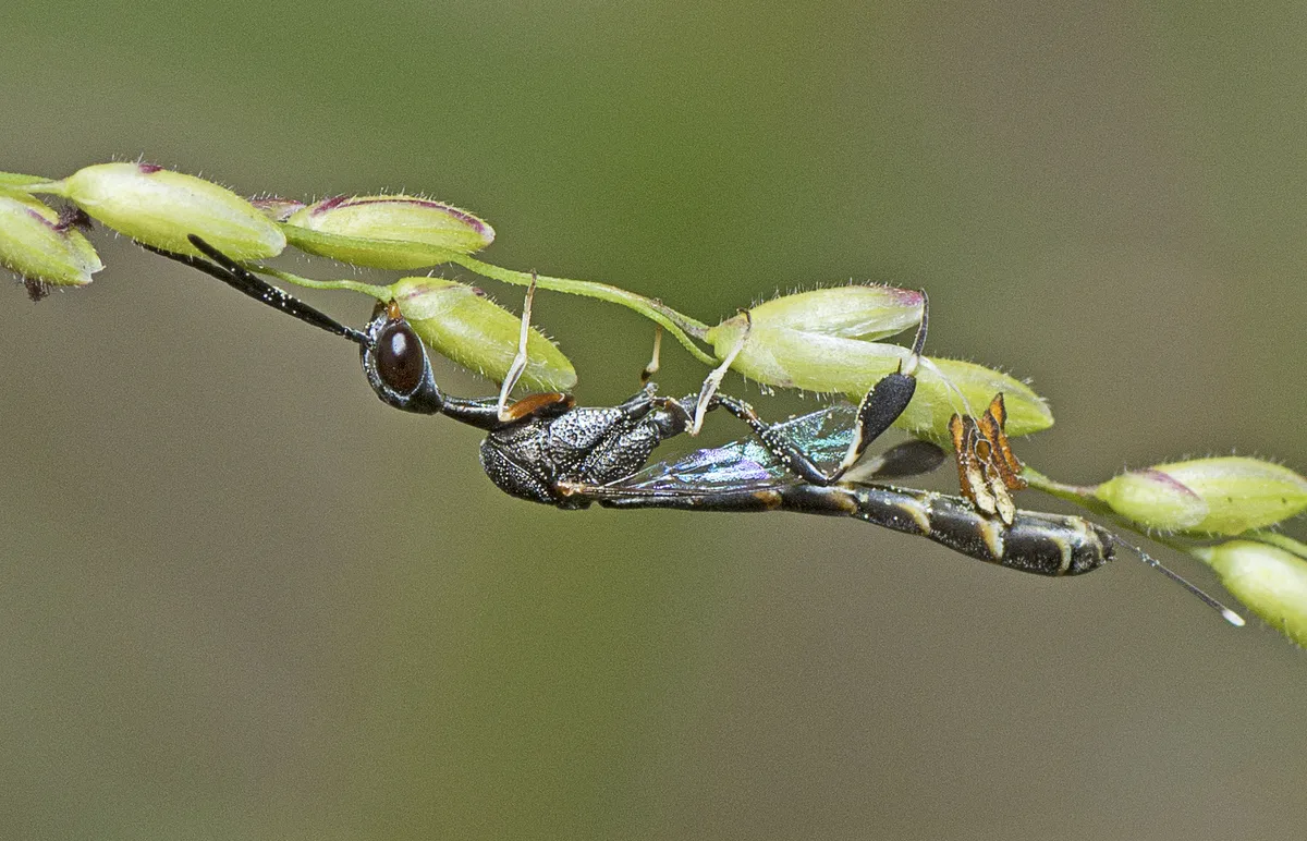 Gasteruption angusticeps - photo 3