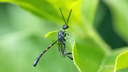 Gasteruption caucasicum