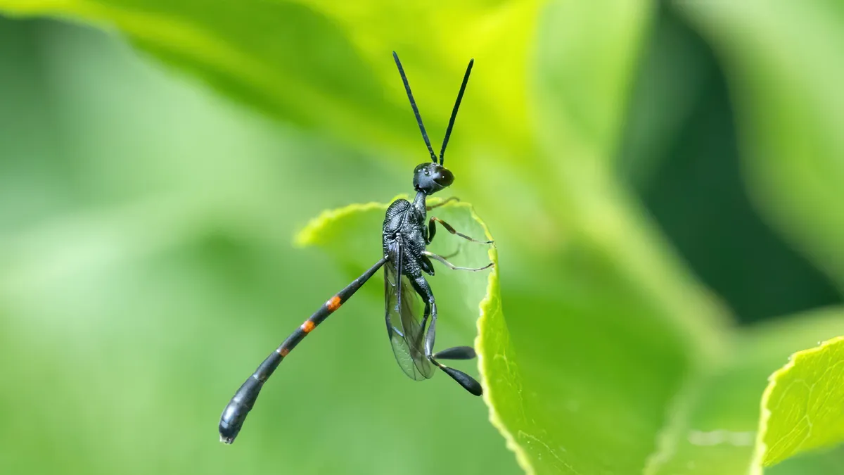 Gasteruption caucasicum - photo 3