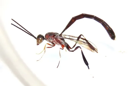 Gasteruption cinerescens