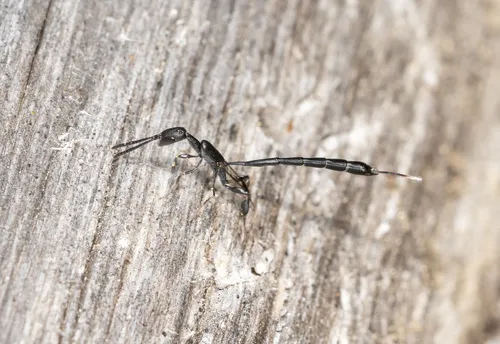 Gasteruption cylindricum