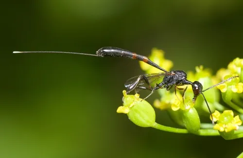 Gasteruption floridanum