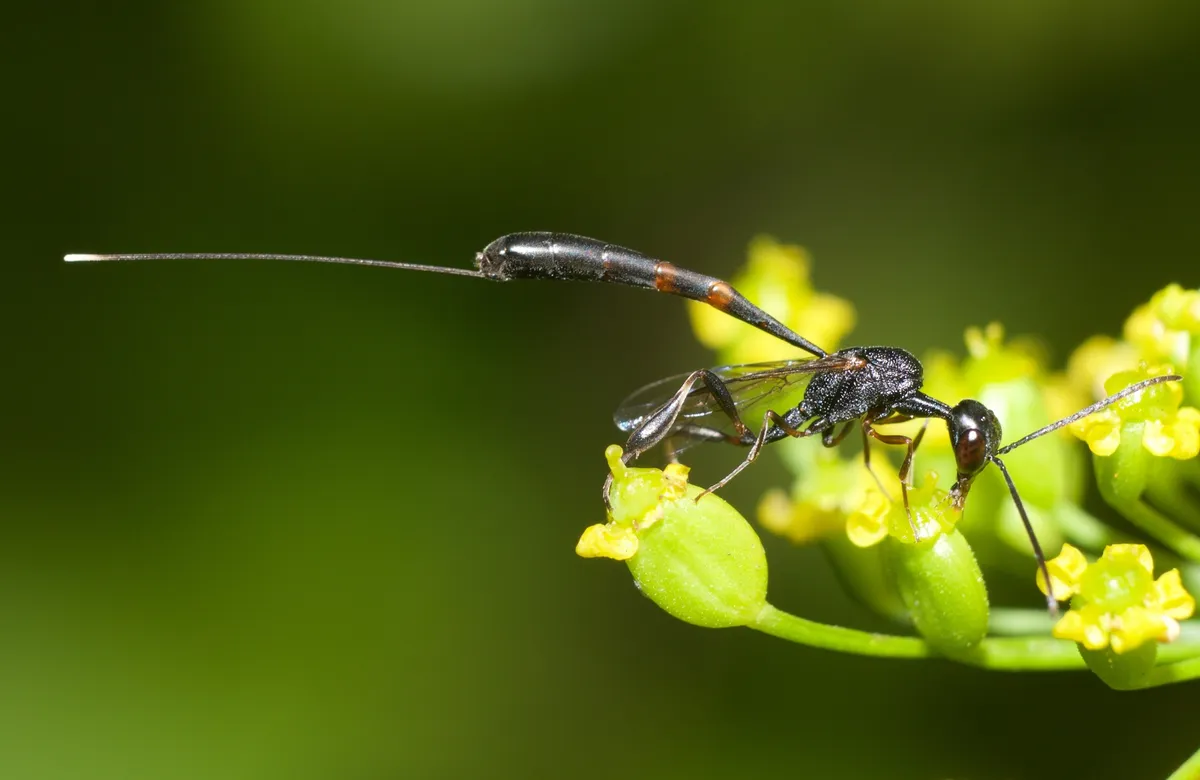 Gasteruption floridanum - photo 2