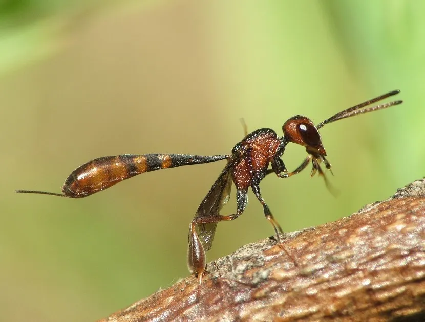 Gasteruption hastator - photo 2