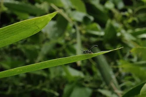 Gasteruption japonicum