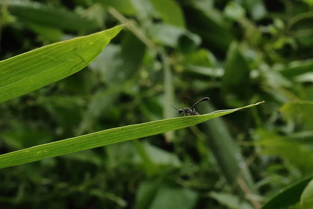 Gasteruption japonicum - photo 2