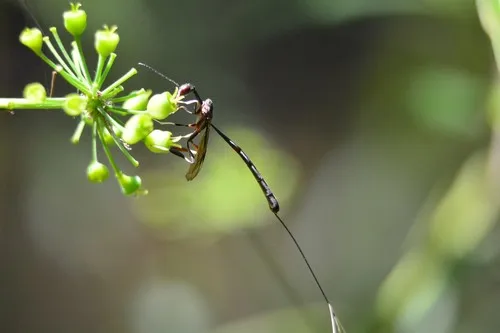 Gasteruption longicolle