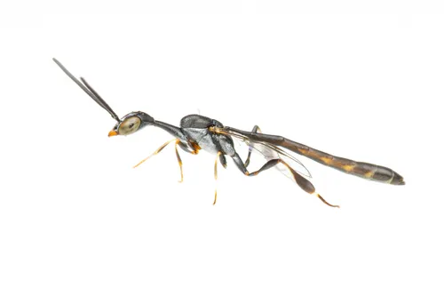 Gasteruption raphidioides