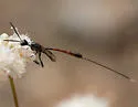 Gasteruption striatum