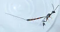 Gasteruption visaliae - Gasteruption visaliae
