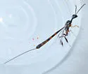 Gasteruption visaliae - photo 2