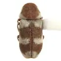 Gastrallus fasciatus