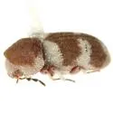 Gastrallus fasciatus - photo 2