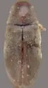 Gastrallus marginipennis - Gastrallus marginipennis